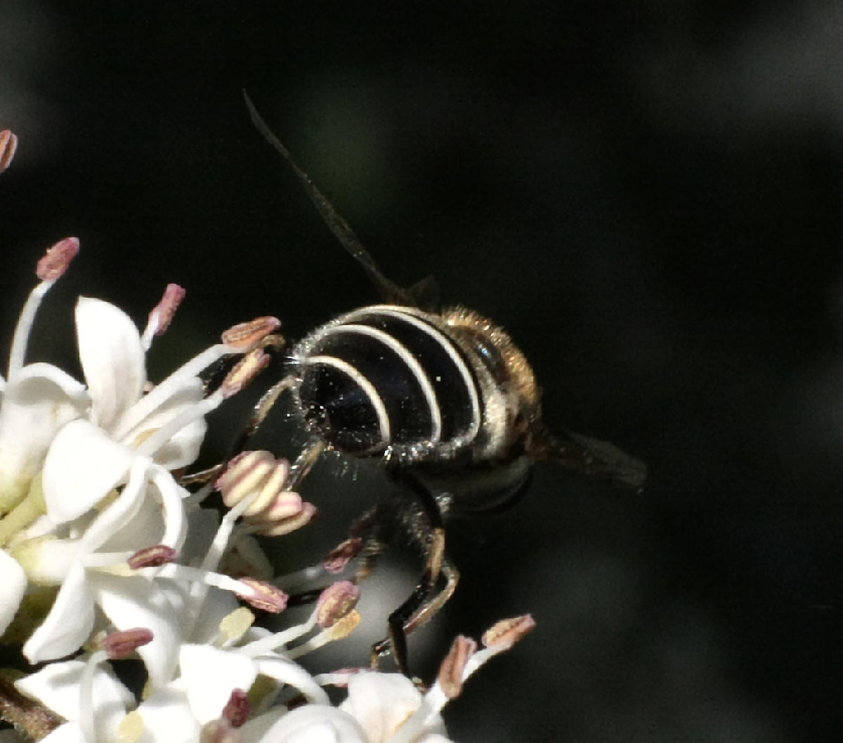 Eristalis ........  interrupta o arbustorum ?